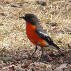 Petroica phoenicea (Flame Robin) at Reidsdale, NSW - 3 Aug 2023 by MatthewFrawley