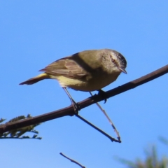 Acanthiza chrysorrhoa (Yellow-rumped Thornbill) at Reidsdale, NSW - 3 Aug 2023 by MatthewFrawley