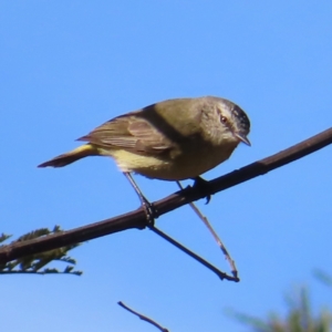 Acanthiza chrysorrhoa at Reidsdale, NSW - 3 Aug 2023