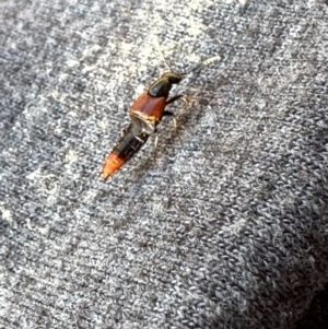 Staphylinidae (family) at Kangaroo Valley, NSW - 3 Aug 2023 04:02 PM