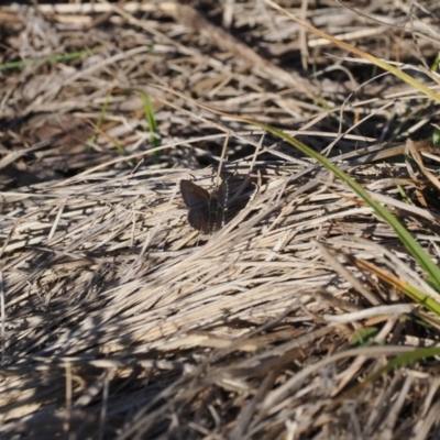 Paralucia crosbyi (Violet Copper Butterfly) at Rendezvous Creek, ACT - 31 Jul 2023 by RAllen