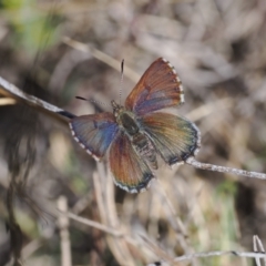 Paralucia spinifera (Bathurst or Purple Copper Butterfly) at Namadgi National Park - 30 Jul 2023 by RAllen