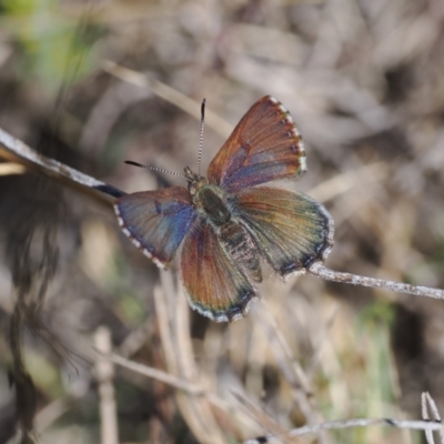 Paralucia crosbyi (Violet Copper Butterfly) at Rendezvous Creek, ACT - 30 Jul 2023 by RAllen