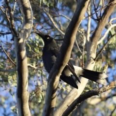 Strepera graculina (Pied Currawong) at Red Hill, ACT - 3 Aug 2023 by JimL