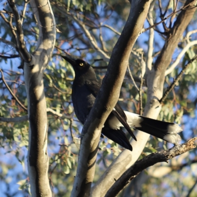 Strepera graculina (Pied Currawong) at Red Hill, ACT - 2 Aug 2023 by JimL