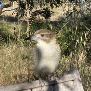 Cracticus torquatus at Belconnen, ACT - 3 Aug 2023