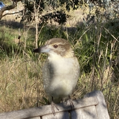 Cracticus torquatus (Grey Butcherbird) at Belconnen, ACT - 3 Aug 2023 by JohnGiacon