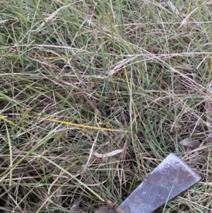 Lomandra filiformis at Belconnen, ACT - 2 Aug 2023 04:50 PM