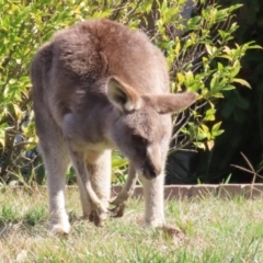 Macropus giganteus (Eastern Grey Kangaroo) at Macarthur, ACT - 3 Aug 2023 by RodDeb