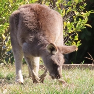 Macropus giganteus at Macarthur, ACT - 3 Aug 2023 12:48 PM