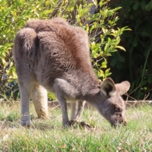 Macropus giganteus at Macarthur, ACT - 3 Aug 2023 12:48 PM