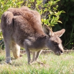 Macropus giganteus at Macarthur, ACT - 3 Aug 2023