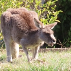 Macropus giganteus at Macarthur, ACT - 3 Aug 2023 12:48 PM