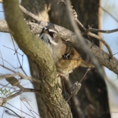 Sericornis frontalis (White-browed Scrubwren) at Bonython, ACT - 3 Aug 2023 by RodDeb