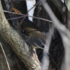 Sericornis frontalis at Bonython, ACT - 3 Aug 2023 01:23 PM