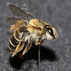 Trichocolletes sp. (genus) (Spring Bee) at Black Mountain, ACT - 3 Aug 2023 by HaukeKoch