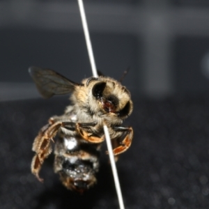 Trichocolletes sp. (genus) at Black Mountain, ACT - 3 Aug 2023