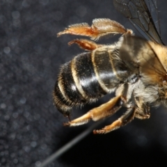 Trichocolletes sp. (genus) at Black Mountain, ACT - 3 Aug 2023