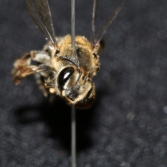 Trichocolletes sp. (genus) at Black Mountain, ACT - 3 Aug 2023