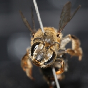 Trichocolletes sp. (genus) at Black Mountain, ACT - 3 Aug 2023