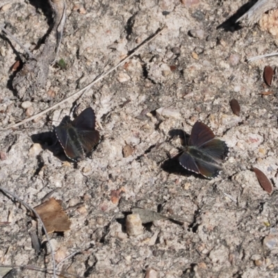 Paralucia spinifera (Bathurst or Purple Copper Butterfly) at Namadgi National Park - 30 Jul 2023 by RAllen