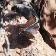 Paralucia crosbyi (Violet Copper Butterfly) at Namadgi National Park - 30 Jul 2023 by RAllen