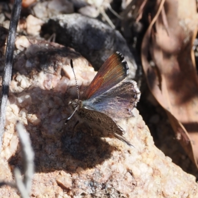 Paralucia spinifera (Bathurst or Purple Copper Butterfly) at Rendezvous Creek, ACT - 30 Jul 2023 by RAllen