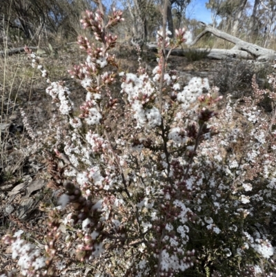 Styphelia attenuata (Small-leaved Beard Heath) at Yarrow, NSW - 3 Aug 2023 by SimoneC