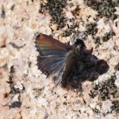 Paralucia crosbyi (Violet Copper Butterfly) at Namadgi National Park - 30 Jul 2023 by RAllen