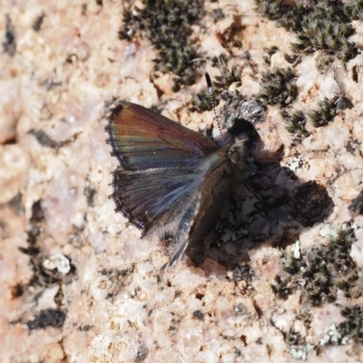 Paralucia crosbyi (Violet Copper Butterfly) at Rendezvous Creek, ACT - 30 Jul 2023 by RAllen