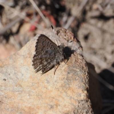 Paralucia spinifera (Bathurst or Purple Copper Butterfly) at Rendezvous Creek, ACT - 30 Jul 2023 by RAllen