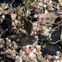 Melangyna viridiceps (Hover fly) at Googong Foreshore - 3 Aug 2023 by SimoneC