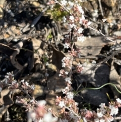 Melangyna viridiceps at Yarrow, NSW - 3 Aug 2023 02:29 PM