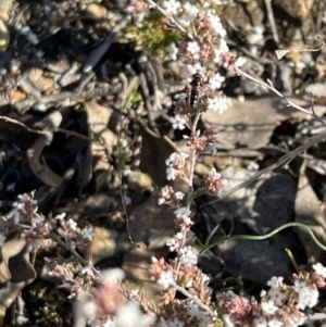 Melangyna viridiceps at Yarrow, NSW - 3 Aug 2023