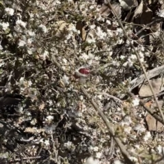 Apiformes (informal group) (Unidentified bee) at Yarrow, NSW - 3 Aug 2023 by SimoneC