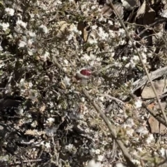 Unidentified Bee (Hymenoptera, Apiformes) at Yarrow, NSW - 3 Aug 2023 by SimoneC