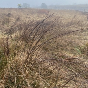 Schoenoplectus tabernaemontani at Coombs, ACT - 3 Aug 2023