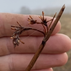 Schoenoplectus tabernaemontani at Coombs, ACT - 3 Aug 2023