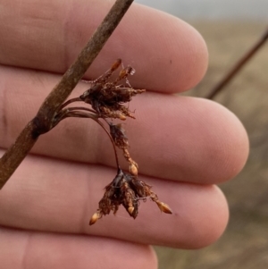 Schoenoplectus tabernaemontani at Coombs, ACT - 3 Aug 2023