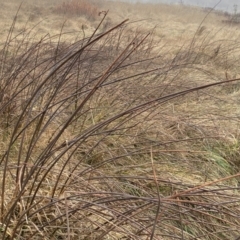 Schoenoplectus tabernaemontani at Coombs, ACT - 3 Aug 2023