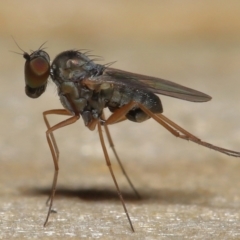 Unverified True fly (Diptera) by TimL