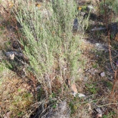 Chrysocephalum semipapposum (Clustered Everlasting) at Tuggeranong, ACT - 4 Aug 2023 by LPadg