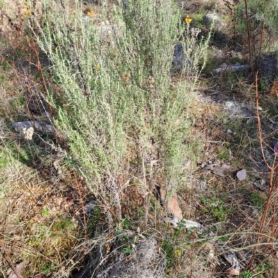 Chrysocephalum semipapposum (Clustered Everlasting) at Mount Taylor - 3 Aug 2023 by LPadg