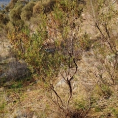 Dodonaea viscosa (Hop Bush) at Tuggeranong, ACT - 4 Aug 2023 by LPadg