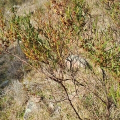 Dodonaea viscosa at Tuggeranong, ACT - 4 Aug 2023
