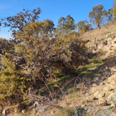 Hakea decurrens subsp. decurrens (Bushy Needlewood) at Tuggeranong, ACT - 3 Aug 2023 by LPadg