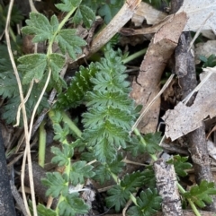 Acaena x ovina (Sheep's Burr) at Red Hill to Yarralumla Creek - 24 Jul 2023 by Tapirlord