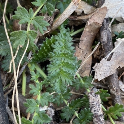 Acaena x ovina (Sheep's Burr) at Hughes Garran Woodland - 24 Jul 2023 by Tapirlord