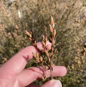 Brachyloma daphnoides at Hughes, ACT - 24 Jul 2023 01:38 PM