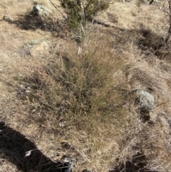 Brachyloma daphnoides at Hughes, ACT - 24 Jul 2023 01:38 PM